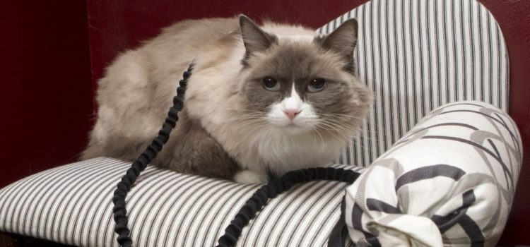 Swanky hotel’s iconic cat is now the star of a children’s book
